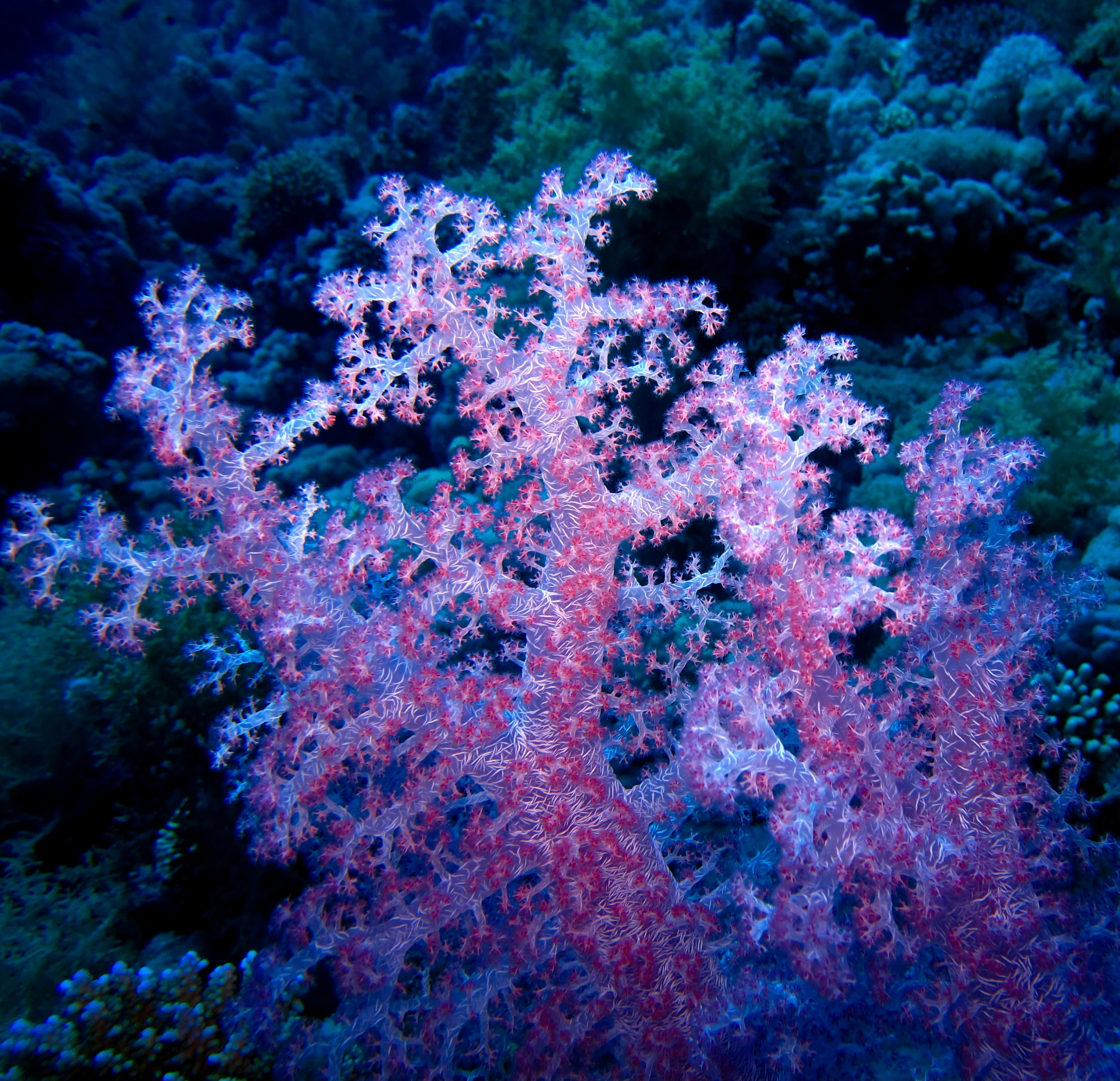 brown coral reef in water